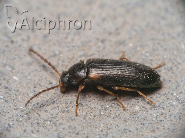Mycetochara roubali