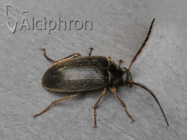 Hymenalia rufipes