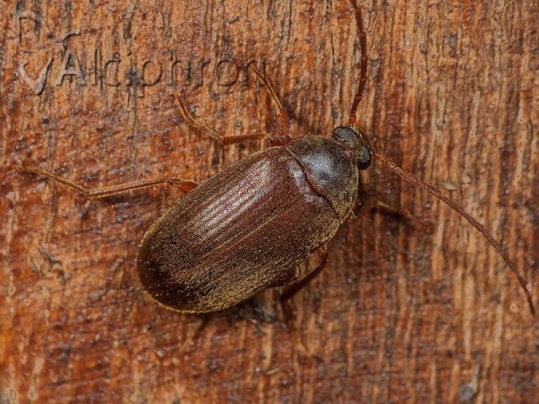 Hymenalia rufipes
