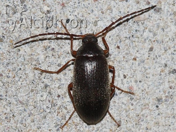 Hymenalia rufipes