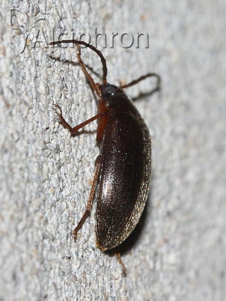 Hymenalia rufipes