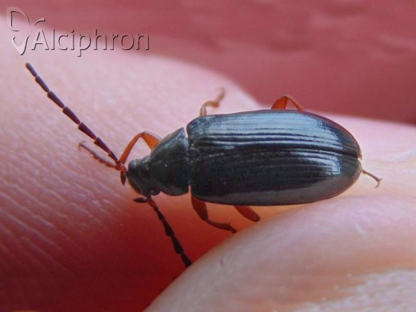 Gonodera luperus