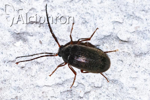 Gonodera luperus