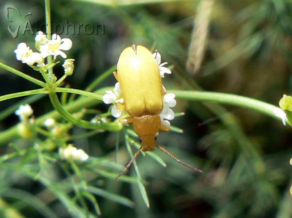Cteniopus sulphureus