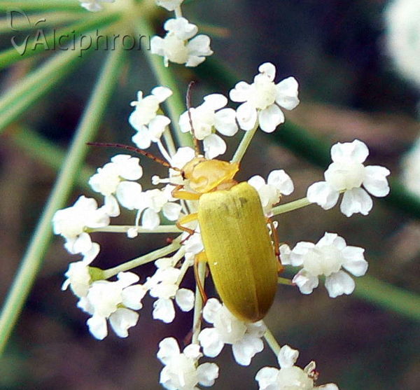 Cteniopus sulphureus