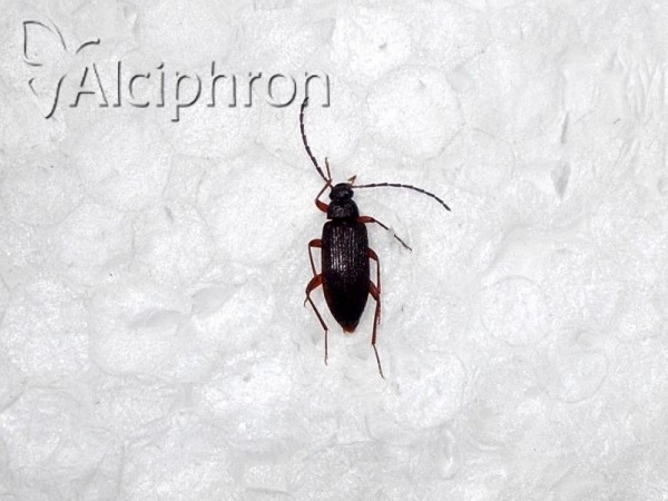 Allecula morio