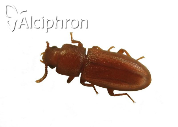 Palorus depressus