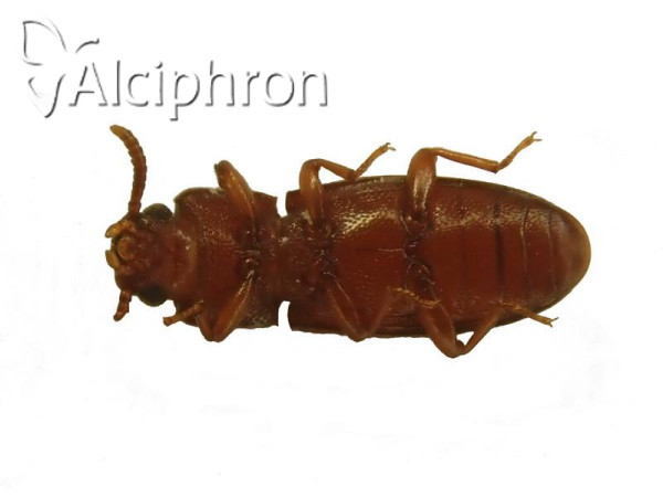 Palorus depressus
