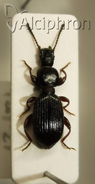 Laena hopffgarteni
