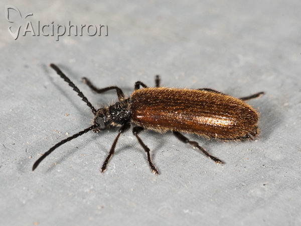 Lagria hirta