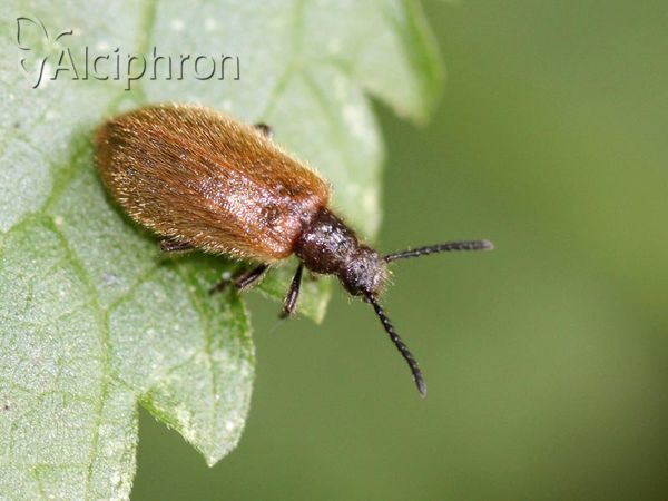 Lagria hirta