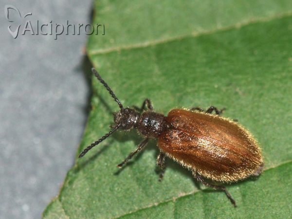 Lagria hirta