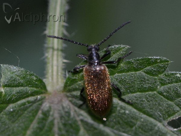Lagria hirta