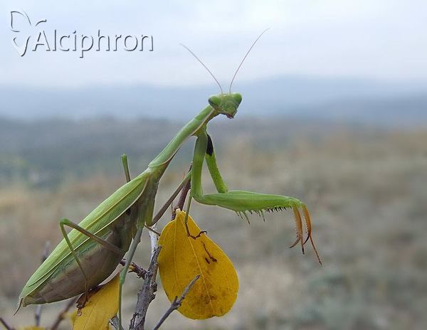 Mantis religiosa