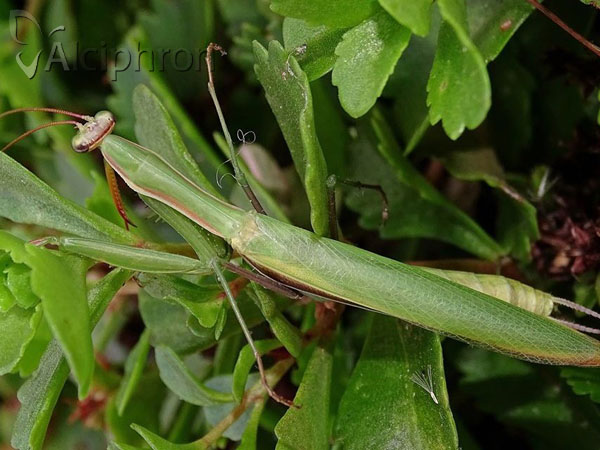 Mantis religiosa