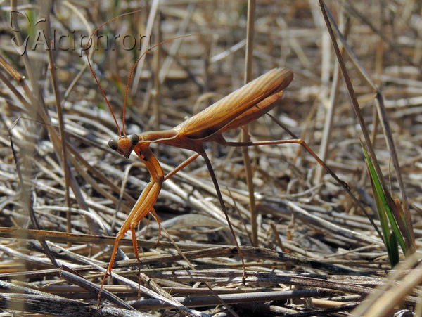 Mantis religiosa