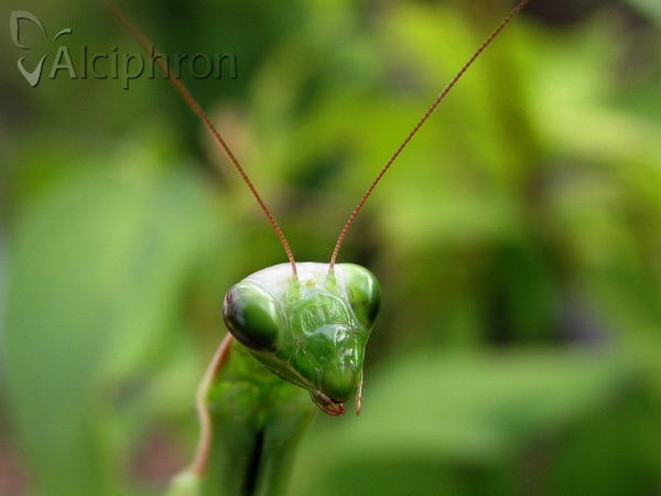 Mantis religiosa