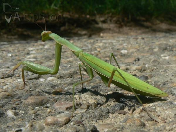 Mantis religiosa