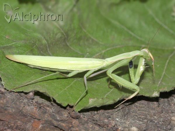 Mantis religiosa