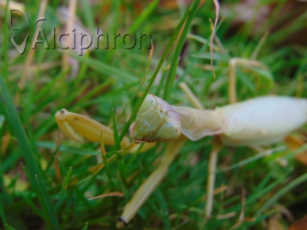 Hierodula tenuidentata