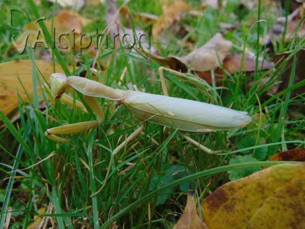 Hierodula tenuidentata