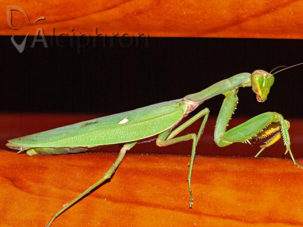 Hierodula tenuidentata