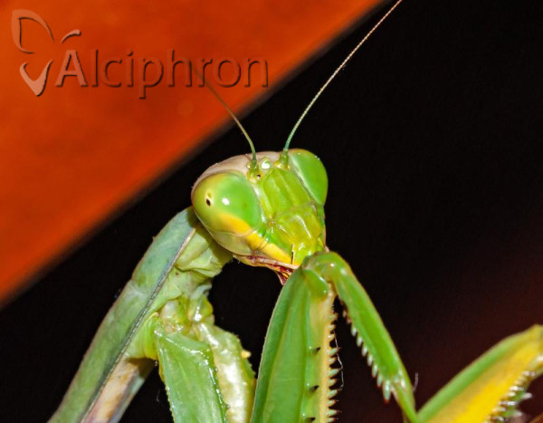 Hierodula tenuidentata