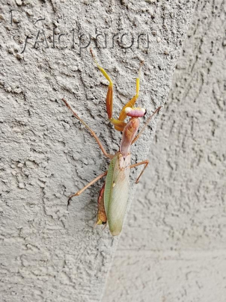 Hierodula tenuidentata