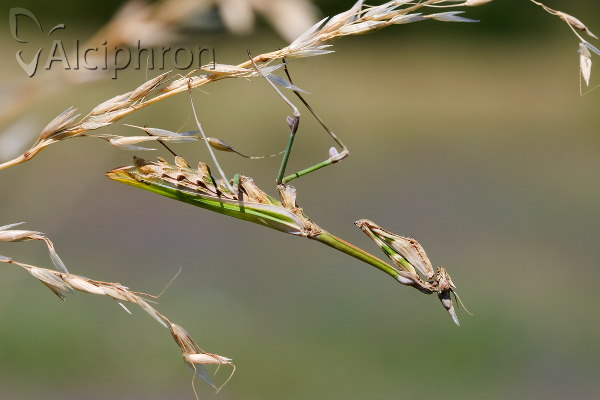 Empusa fasciata