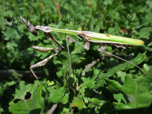 Empusa fasciata