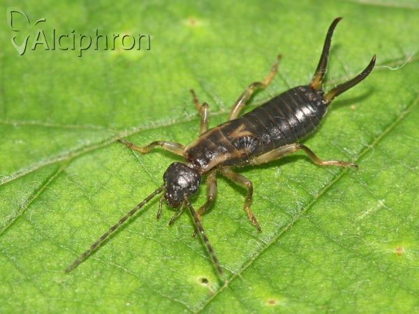 Forficula auricularia