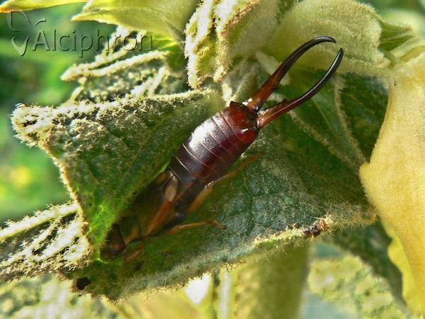 Forficula auricularia