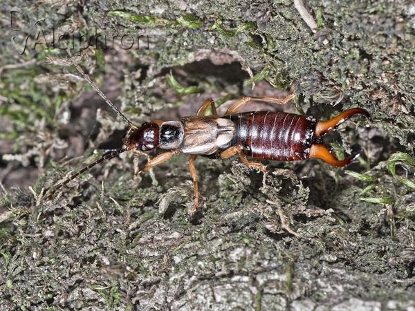 Forficula auricularia
