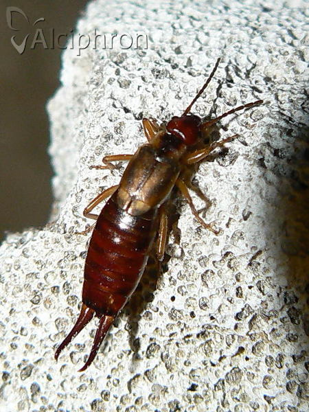 Forficula auricularia