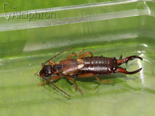 Forficula auricularia
