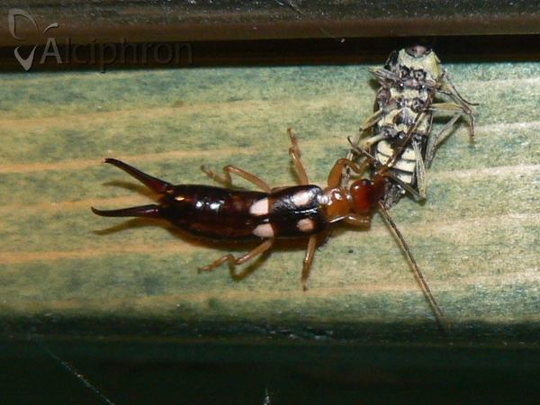 Forficula smyrnensis