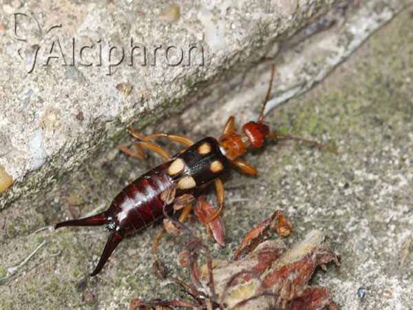 Forficula smyrnensis