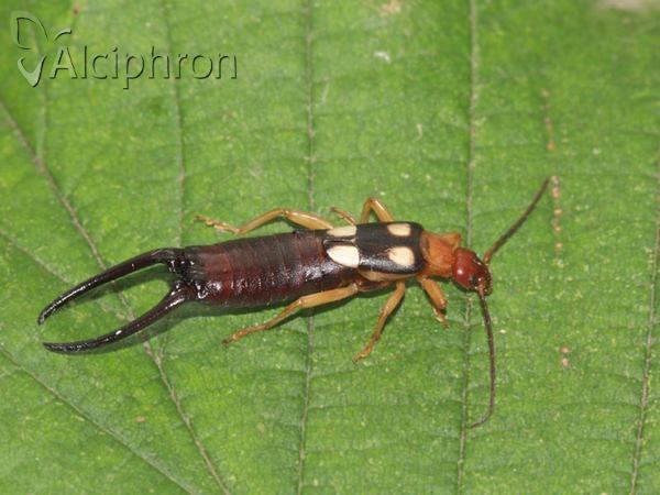 Forficula smyrnensis