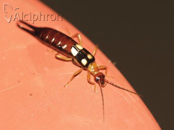 Forficula smyrnensis