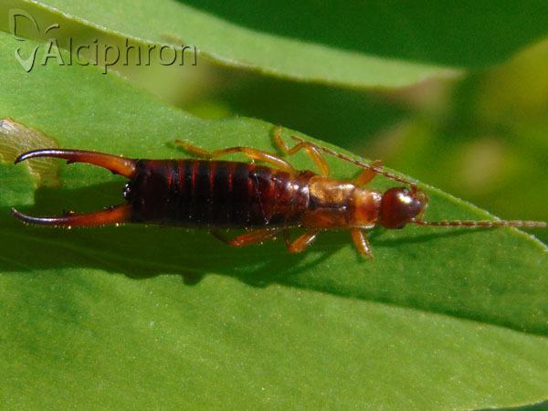 Apterygida albipennis