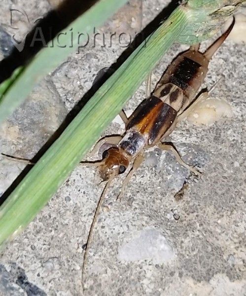 Labidura riparia
