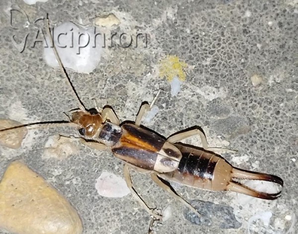 Labidura riparia