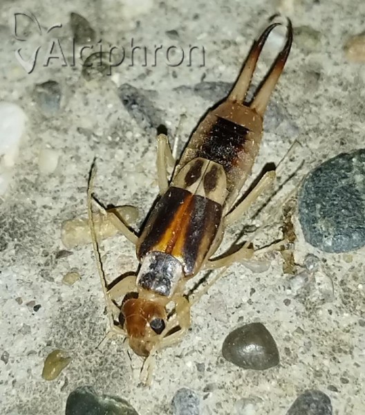 Labidura riparia