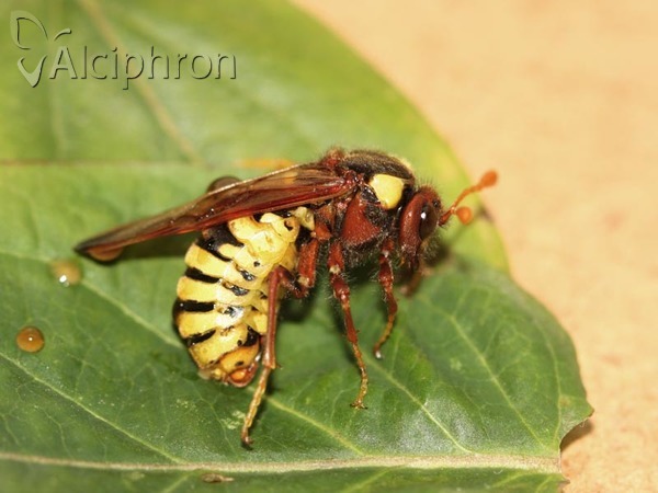 Cimbex quadrimaculatus