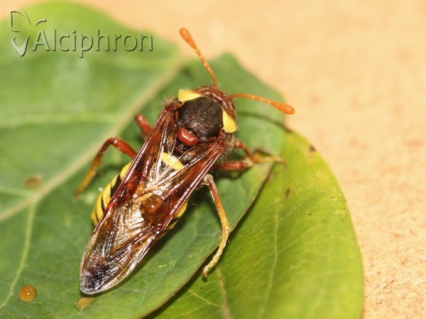 Cimbex quadrimaculatus