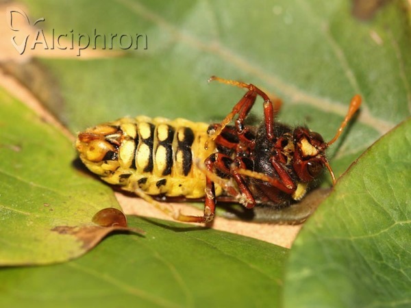 Cimbex quadrimaculatus