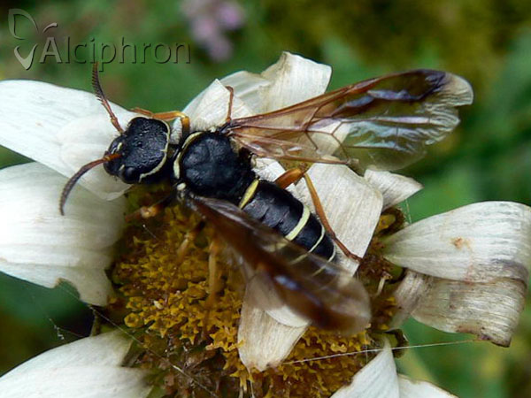 Megalodontes cephalotes