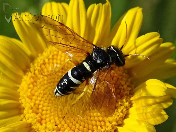Megalodontes plagiocephalus