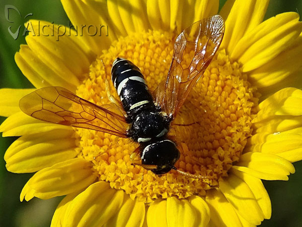 Megalodontes plagiocephalus