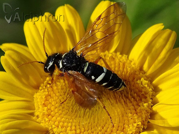 Megalodontes plagiocephalus